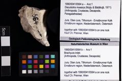 Foto (Objket + Etiketten) von Discutiolira moesica (Muţiu & Bădăluţă, 1971) 